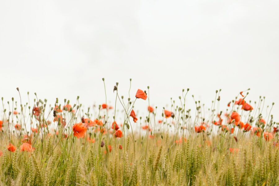 wild flowers